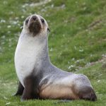 Antarctic Fur Seal curiosity (image by Inger Vandyke)
