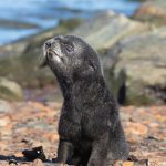 Adorable fur seal pup in the harbour at Grytviken (image by Inger Vandyke)