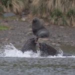 Fighting fur seals in the water at Prince Olaf Harbour (image by Inger Vandyke)