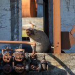 Now abandoned, the ruins of Grytviken's whaling station often shelter fur seals (image by Inger Vandyke)