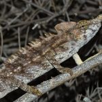 The prehistoric-looking Antimena Chameleon (Furcifer antimena) is a denizen of the spiny forest of Madagascar’s far southwest (image by Mike Watson)