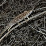 A wider view of Antimena Chameleon (image by Mike Watson)