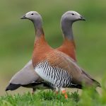 A beautiful pair of Ashy-headed Geese in Tierra del Fuego (image by Inger Vandyke)