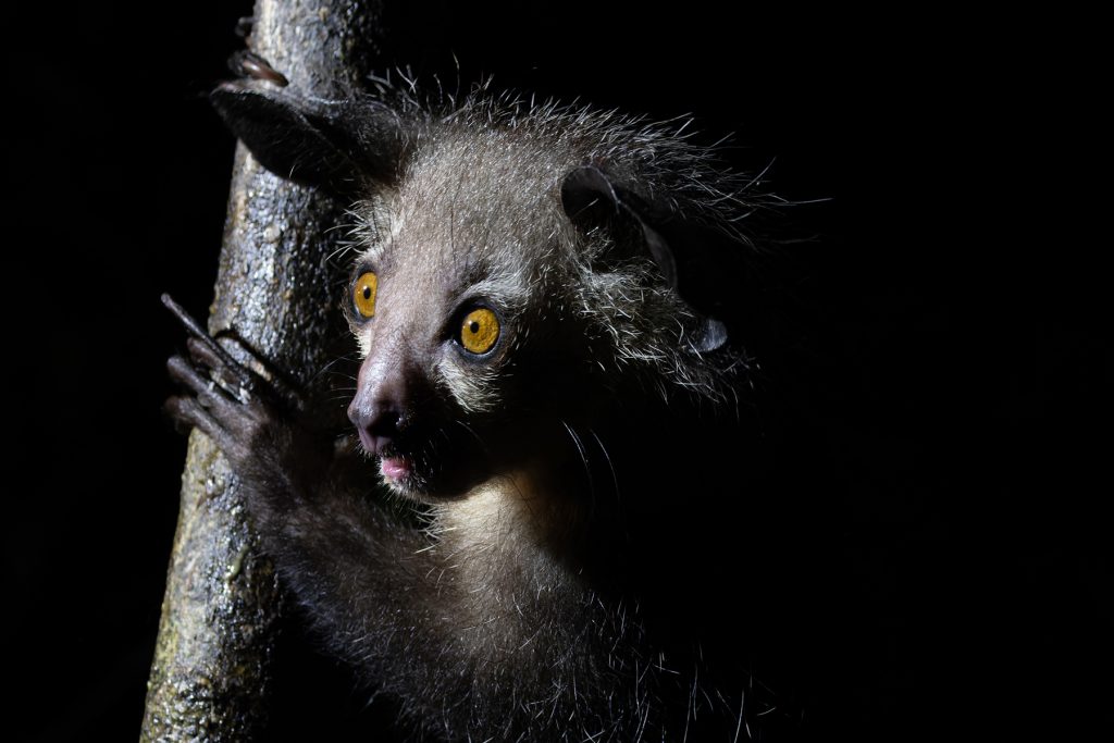 Aye-aye eyes a blaze, one of the weirdest mammals on the planet (image by Mike Watson)