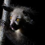 Aye-aye eyes a blaze, one of the weirdest mammals on the planet (image by Mike Watson)