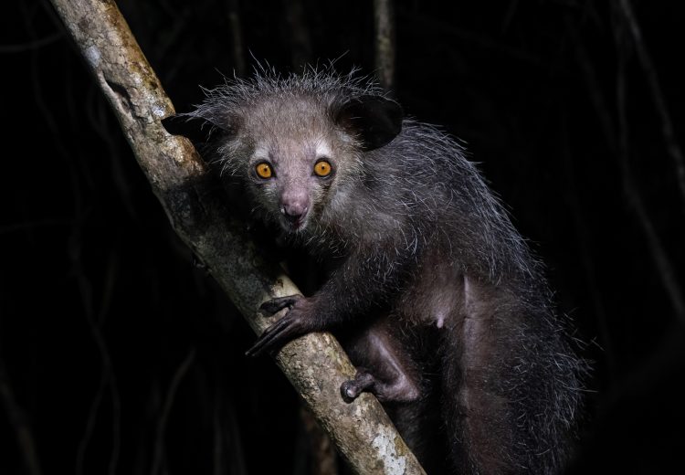 Touching distance views of Aye-aye was a tour highlight for most (image by Mike Watson)