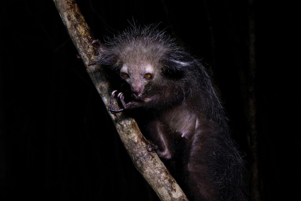 The Aye-aye’s middle finger is used for extracting invertebrates from within trees (image by Mike Watson)