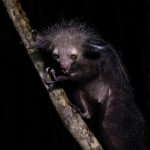 The Aye-aye’s middle finger is used for extracting invertebrates from within trees (image by Mike Watson)