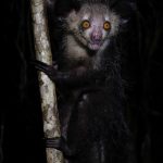 The Aye-aye has perpetually growing front teeth, like a rodent! (image by Mike Watson)