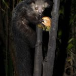 If it wasn’t weird enough already, then there is the Aye-aye’s massive brush-like tail! (image by Mike Watson)