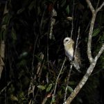 A Barn Owl emerges from the gloom at Perinet (image by Mike Watson)