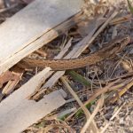 Big-eyed Snake at Isalo National Park (image by Mike Watson)