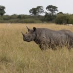 We were thrilled to catch up with one of only 40 Black Rhinos in the Mara. They are shy and mostly keep within impenetrable bush (image by Mike Watson)