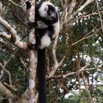 The introduced Black-and-white Ruffed Lemurs at Le Palmarium are of the northern, white-belted, subspecies subcincta, different from those we saw at Mantadia (image by Mike Watson)