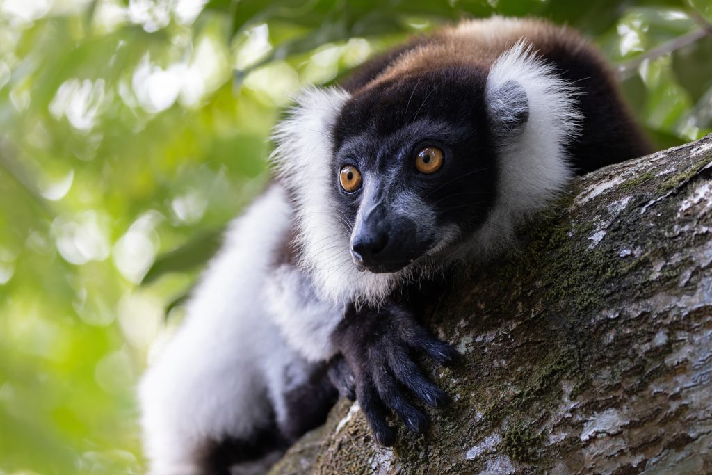 Easily the boldest lemurs around the lodge the blood-curdling screams of Black-and-white Ruffed Lemurs can be heard at night too (image by Mike Watson)