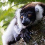Easily the boldest lemurs around the lodge the blood-curdling screams of Black-and-white Ruffed Lemurs can be heard at night too (image by Mike Watson)