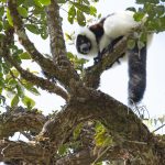 A critically endangered Black-and-white Ruffed Lemur of the white-rumped, southern subspecies editorum pictured high in the branches at Mantadia (image by Mike Watson)
