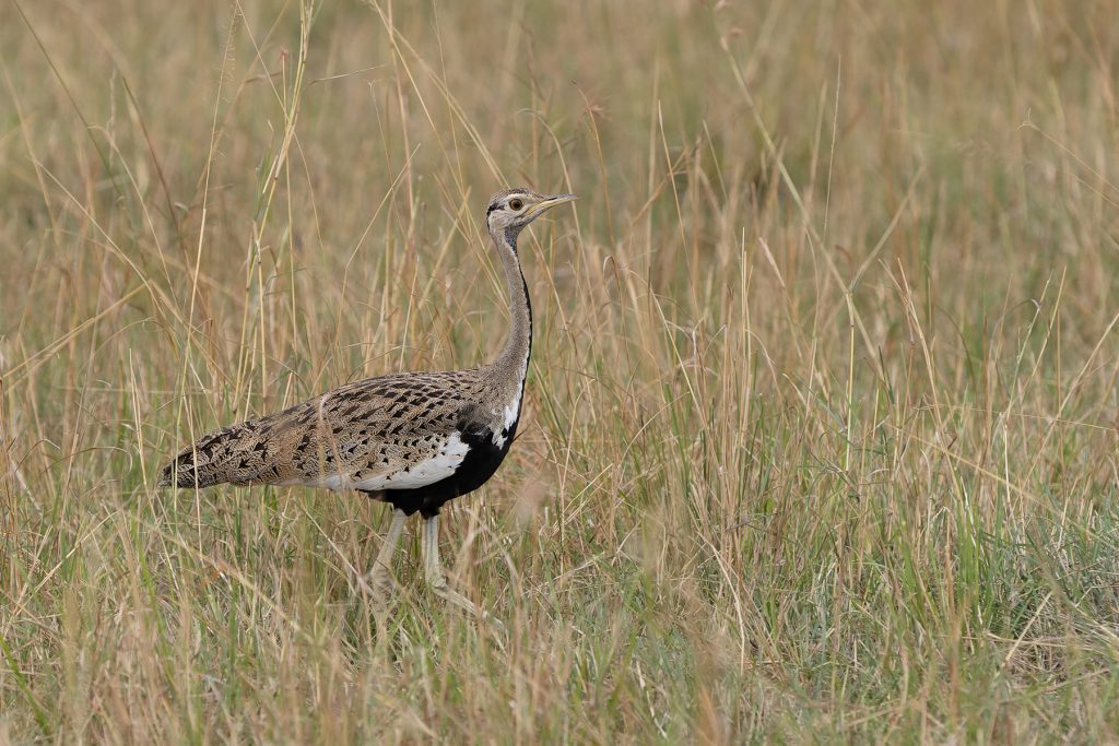 A fine Black-bellied Bustard in the endless sea of grass that is the Maasai Mara (image by Mike Watson)