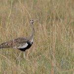 A fine Black-bellied Bustard in the endless sea of grass that is the Maasai Mara (image by Mike Watson)