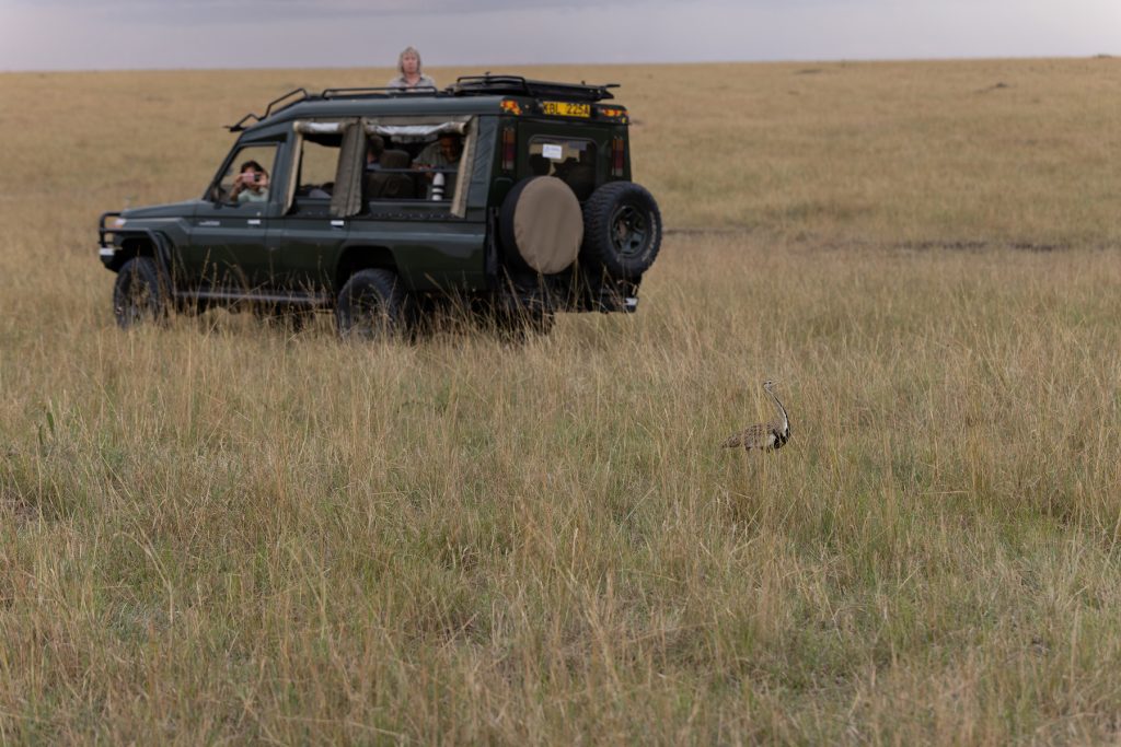 The bustards of the Mara are generally quite tame, look how close this Black-bellied is as it saunters between our Land Cruisers (image by Mike Watson)