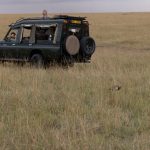 The bustards of the Mara are generally quite tame, look how close this Black-bellied is as it saunters between our Land Cruisers (image by Mike Watson)