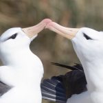 Black-browed Albatrosses engaged in gentle courtship (image by Inger Vandyke)