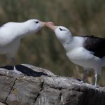 After spending weeks at sea, Black-browed Albatrosses greet their mates for life with head bowing and bill 'kissing' (image by Inger Vandyke)