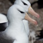 A pair of Black-browed Albatrosses (image by Inger Vandyke)