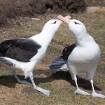 Black-browed Albatrosses engaging in courtship on Saunders Island (image by Inger Vandyke)