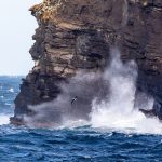 A Black-browed Albatross braves a rough sea to fly back to its breeding colony on West Point (image by Inger Vandyke)