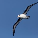 Black-browed Albatross in flight (image by Inger Vandyke)