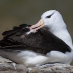Elegant Black-browed Albatross preening (image by Inger Vandyke)