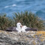 A resting pair of Black-browed Albatrosses at New Island on the Falklands (image by Inger Vandyke)