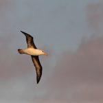 Black-browed albatross flying in a semi clouded sunrise in the Falklands (image by Inger Vandyke)