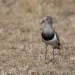 Black-winged Lapwing, another smart lapwing that graces the Mara (image by Mike Watson)
