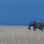 Elephant in the evening blue hour (image by Mike Watson)