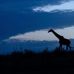 Pre-sunrise blue hour Giraffe (image by Mike Watson)