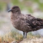 Portrait of a Brown Skua (image by Inger Vandyke)