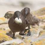 Brown Skuas chasing each other to get a Rockhopper egg (image by Inger Vandyke)