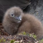 A Brown Skua chick, only a few days old, with its 'egg tooth' that it used to hatch from its egg (image by Inger Vandyke)
