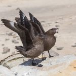 A pair of Brown Skuas displaying. This pair was the apex predator of Rockhopper penguin chicks at their colony on New Island (image by Inger Vandyke)