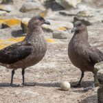 Brown Skuas contemplate sharing their stolen Rockhopper egg (image by Inger Vandyke)
