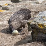 Brown Skua playing with a Rockhopper egg (image by Inger Vandyke)