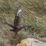 A Brown Skua in flight with a Rockhopper chick (image by Inger Vandyke)