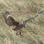 A Brown Skua flies off with a Rockhopper chick for lunch (image by Inger Vandyke)