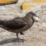 Brown Skua with its stolen Rockhopper egg (image by Inger Vandyke)