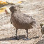 A Brown Skua with a Rockhopper egg stuck on its bill (image by Inger Vandyke)