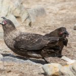 Brown Skuas sharing the spoils of the Rockhopper chick they caught (image by Inger Vandyke)