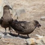 Brown Skuas eating lunch at New Island (image by Inger Vandyke)