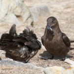 Brown Skuas devouring their prey of a Rockhopper chick (image by Inger Vandyke)